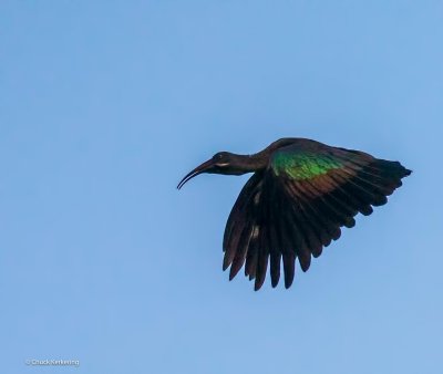 Ibis.jpg