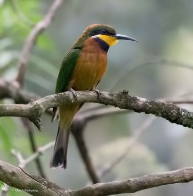 cinnamon-chested_bee-eater.jpg