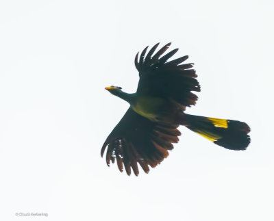?bird