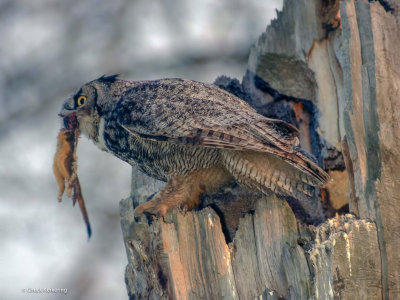 Great-Horned_owl-web.jpg