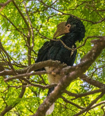 Bycanistes_bevis,_female,_Hornbill.jpg
