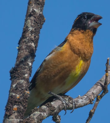 Black-haded_Grosbeak.jpg