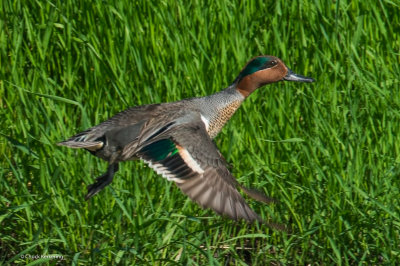 Green-winged_Teal-2.jpg