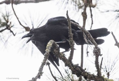 Raven.jpg