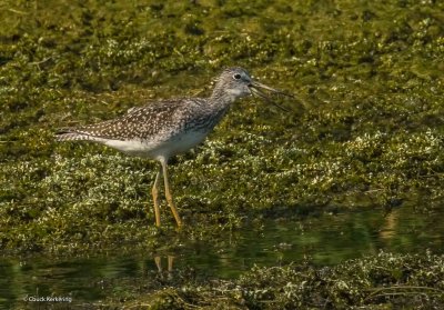 Yellow_Legs.jpg