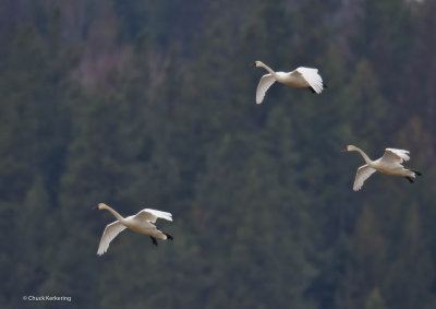 Tundra_Swans.jpg