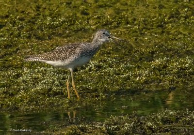 yellow_legs-2.jpg