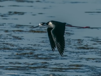 black-necked_stilt.jpg