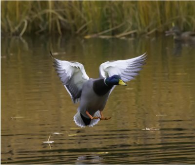 Mallard220181025.jpg