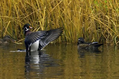 wood ducks.jpg