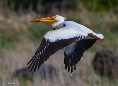 Pelican.jpg