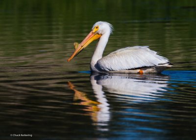 Pelican-2.jpg