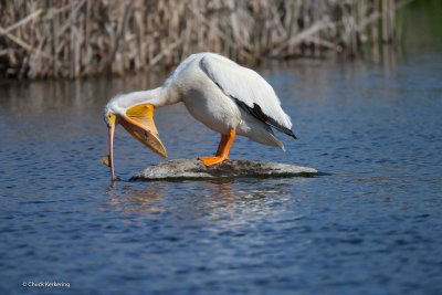 Pelican-3.jpg