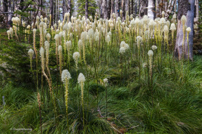 _BEAR_GRASS_MT._SPOKANE.jpg