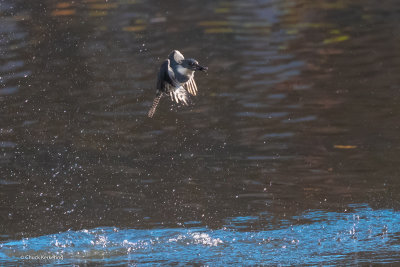 Belted_KingFisher-7.jpg