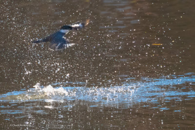 Belted_KingFisher-4.jpg