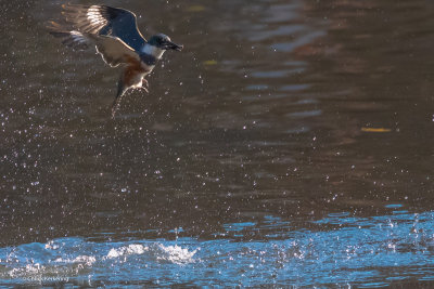 Belted_KingFisher-6.jpg