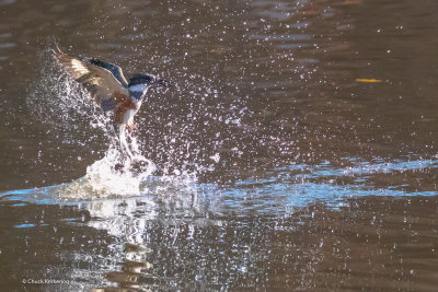Belted_KingFisher-2.jpg