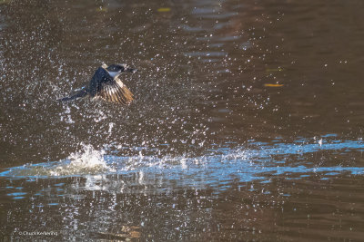 Belted_KingFisher-3.jpg