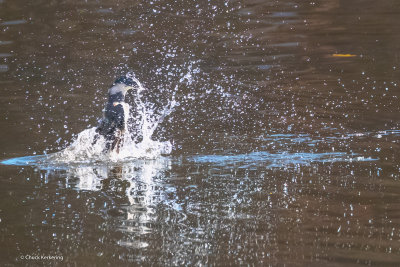 Belted_KingFisher.jpg