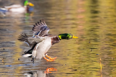 Mallard-2.jpg
