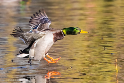 Mallard-3.jpg