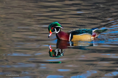 Wood_Duck.jpg
