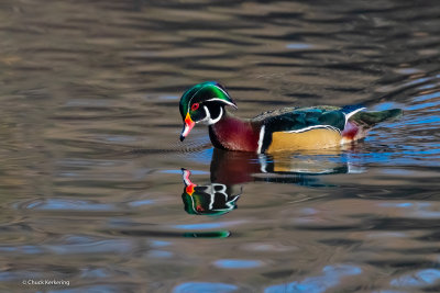 Wood_Duck-2.jpg