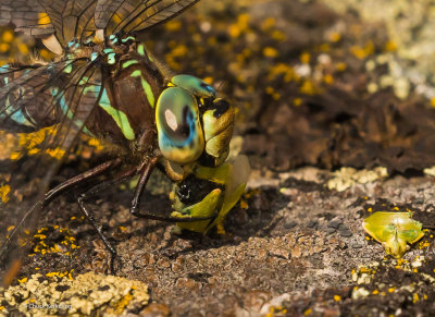 Dragon_Fly_eating_Stink_Bug.jpg