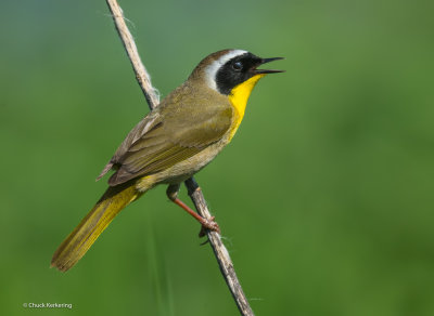 Common_Yellow_Throat_Warbler-2.jpg