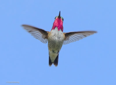 CALLIOPE_HUMMINGBIRD.jpg