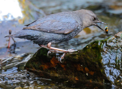 Americam Dipper