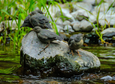 Americam Dipper