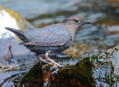 Americam Dipper