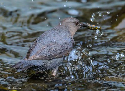 Americam Dipper