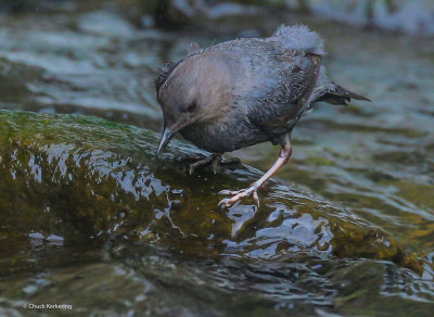 Americam Dipper