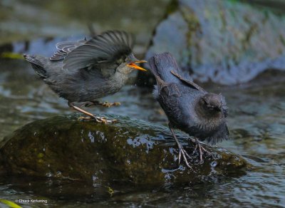 Americam Dipper