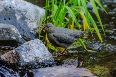American_Dipper-15.jpg
