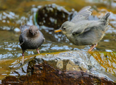 American_Dipper-18.jpg