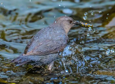 Americam Dipper