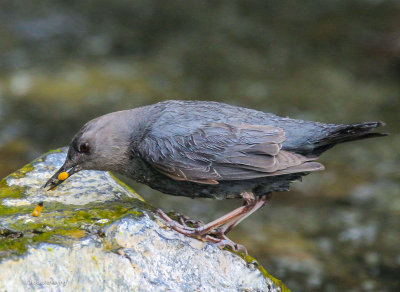 Americam Dipper