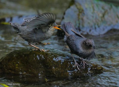 Americam Dipper