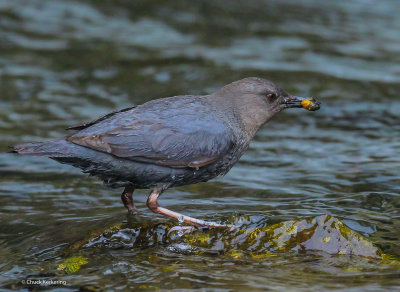 A merican Dipper