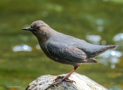 American_Dipper-16.jpg