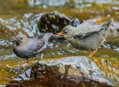 American_Dipper-17.jpg