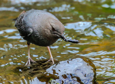 American_Dipper-19.jpg