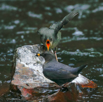 American_Dipper-20.jpg