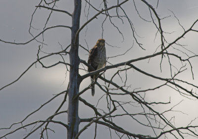 IMG_178101.jpg