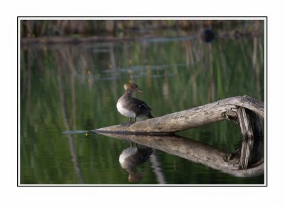 nature2012