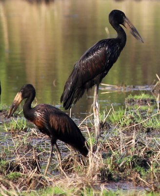 Gorongosa National Park